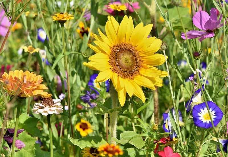 Colorful Flowers