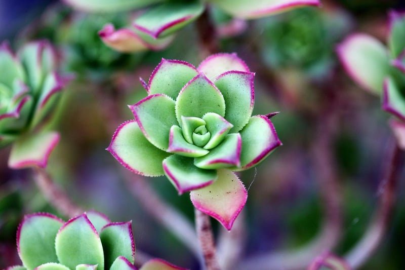 Greenhouse Flowers